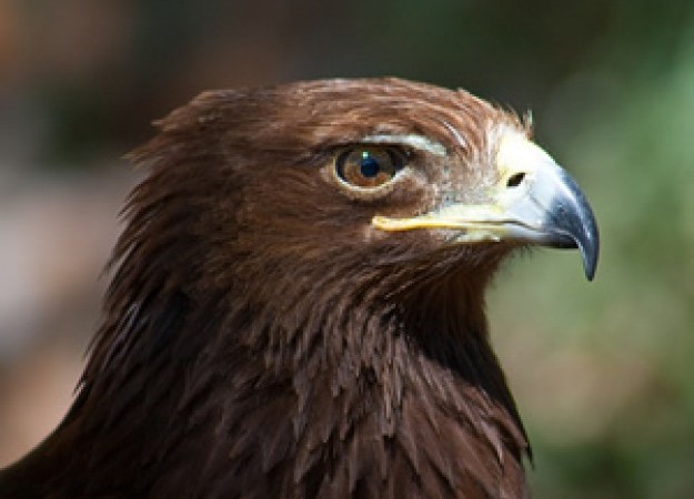 NRG seeks eagle take permit