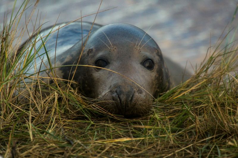 ELWIND starts Baltic marine mammal study