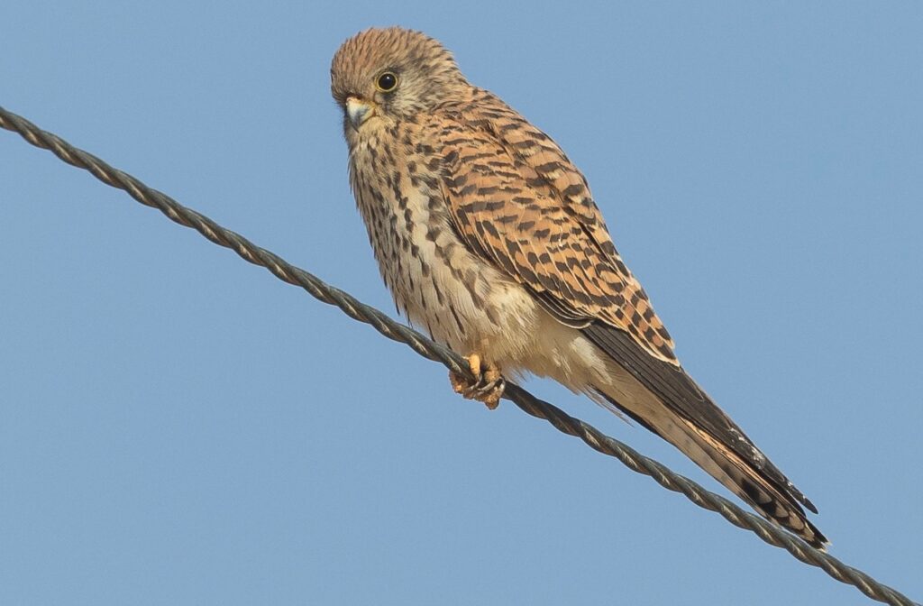 Solar firm to help save Spanish kestrels Solar firm to help save Spanish kestrels