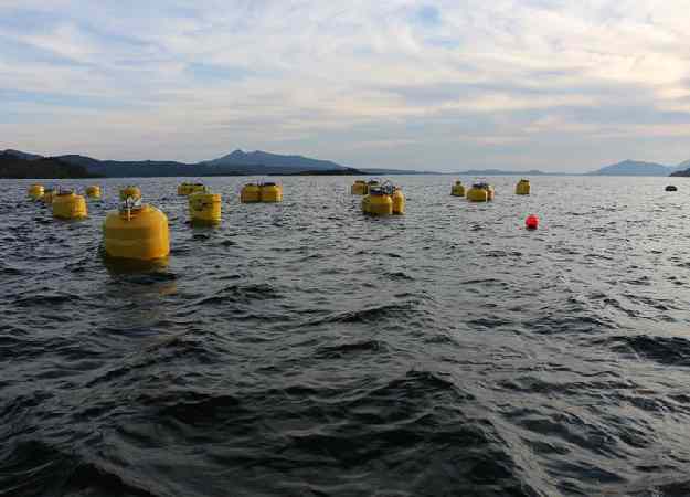 Aquaculture rides the wave