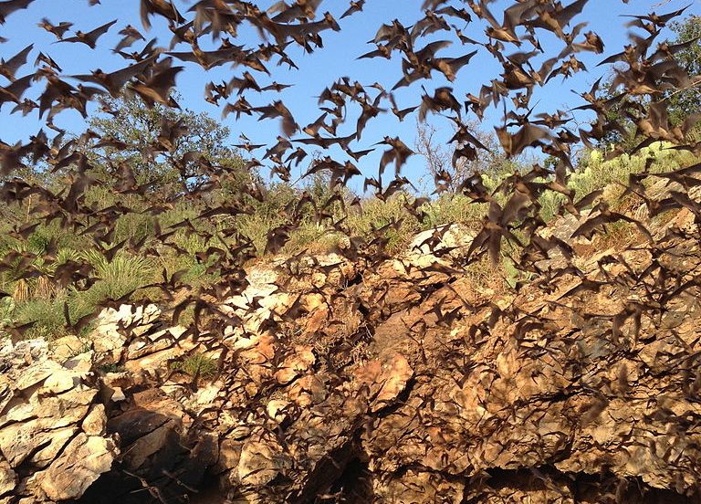 Natural Power flashes bat signal