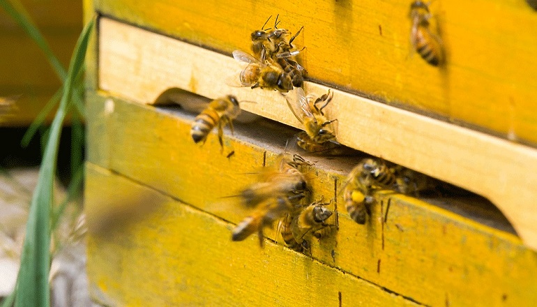 Canadian Solar gets the buzz about bees Canadian Solar gets the buzz about bees