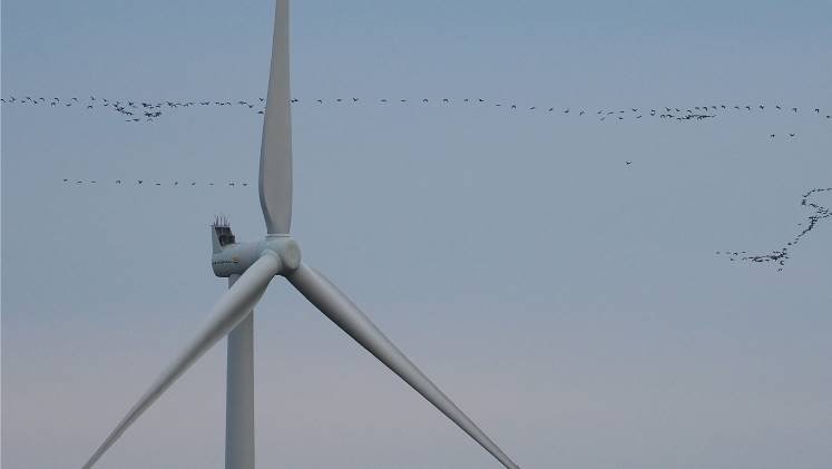 Birds can avoid rotor blades Vattenfall study finds