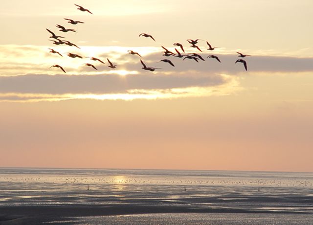 EU biodiversity plan 'must not restrict wind'