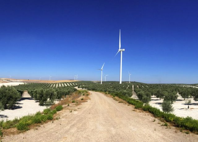 Blue Tree grows Spanish wind