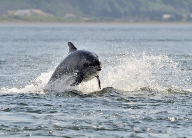 Moray dolphins prosper Moray dolphins prosper