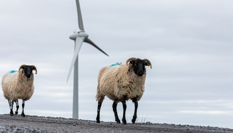 NTR banks €115m for Swedish wind build Dublin rubber stamps inaugural auction result