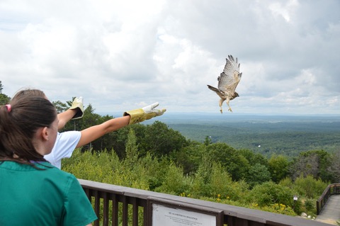Avangrid awards wildlife rehabilitation grants Avangrid awards wildlife rehabilitation grants