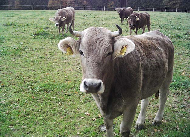 Farmers to suffer from tight FiT
