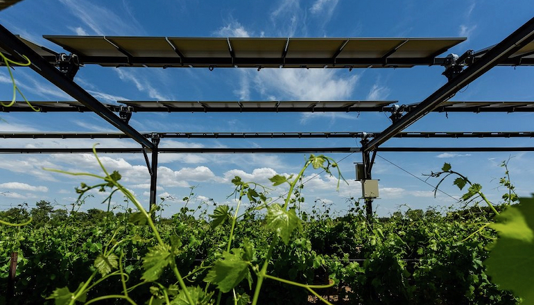Commerz Real acquires 50MW agrivoltaic project Boralex forms agrivoltaics team in Europe