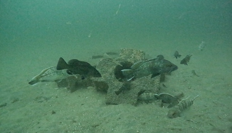 BOEM wraps up artificial reef study BOEM wraps up artificial reef study