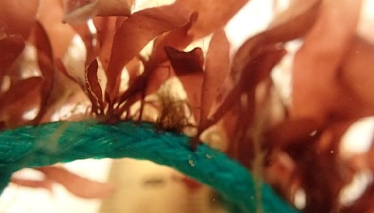 Orsted supports seaweed and mussel farming project Orsted supports seaweed and mussel farming project