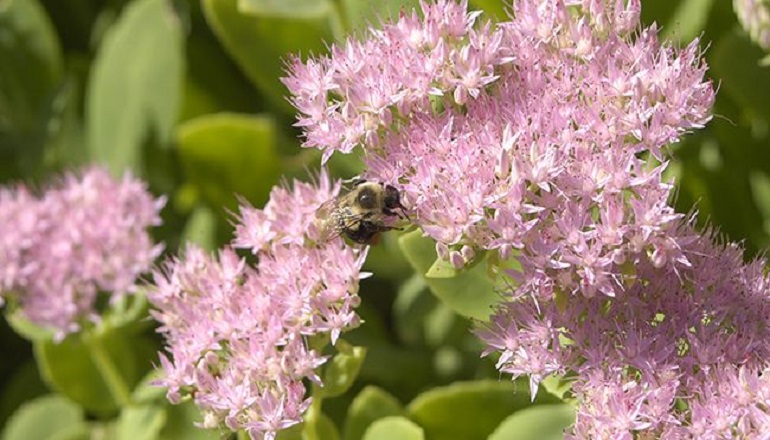 Duke sows ‘pollinator garden' at Tippecanoe solar farm