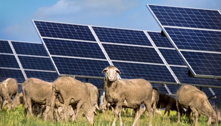 Renantis launches crowdfunder for Italian agrivoltaic site Falck forges French agrivoltaic partnership