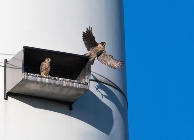 Raptors revel in Enercon nest