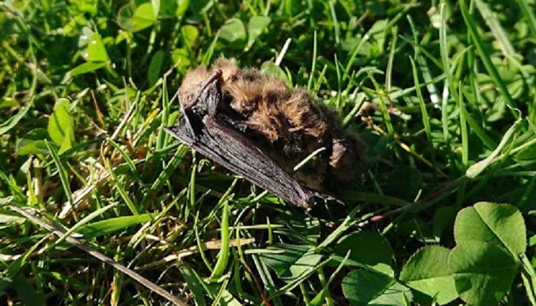 Pipistrelle bats drawn to turbines Pipistrelle bats drawn to turbines