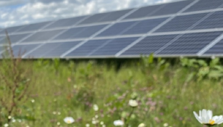‘UK solar farms can be wildlife havens'