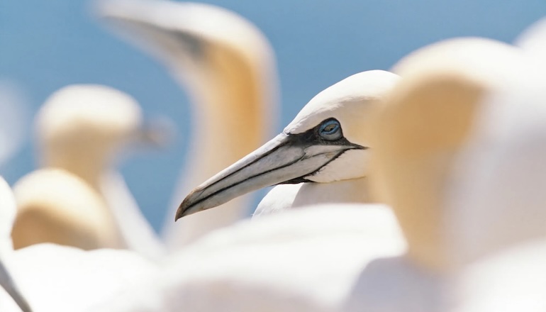 RSPB ‘scrutinising’ Berwick consent call RSPB ‘scrutinising' Berwick consent call