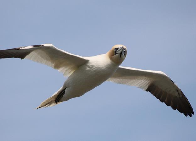 Birds take flight from turbines
