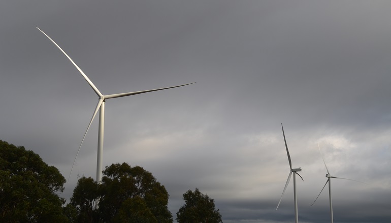 GE plants Cypress roots in Spain