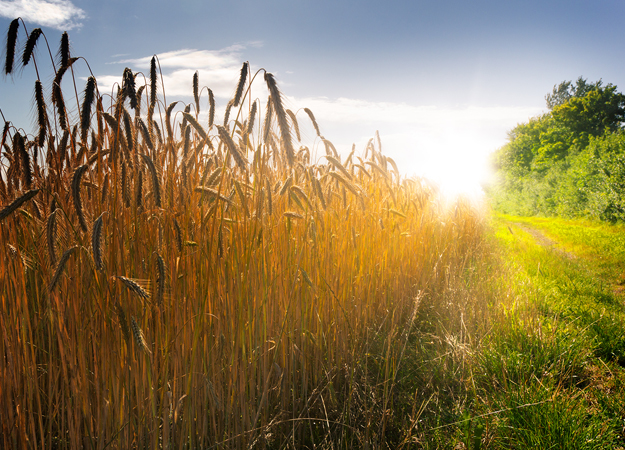 CIP raises €375m for bioenergy fund CIP raises €375m for bioenergy fund