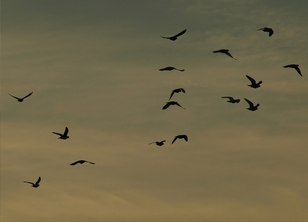 AI bird wind farm tracker proves effective AI bird wind farm tracker proves effective