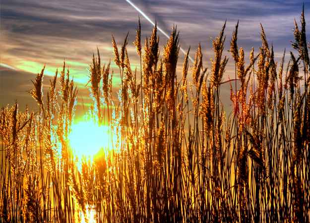 UK government unveils new biomass backing