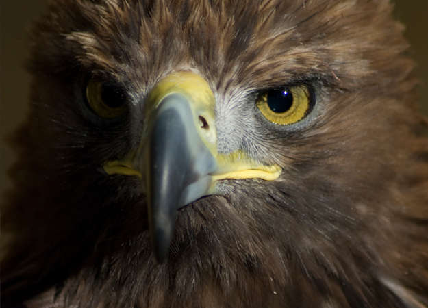 NRG secures eagle take permit NRG secures eagle take permit