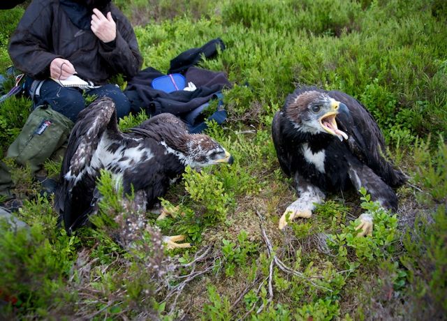 Eagles thrive at Beinn an Tuirc