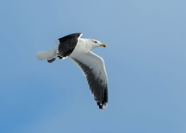 Catapult offshore bird study flies
