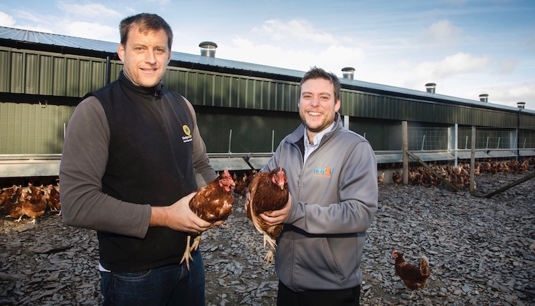 Toasty hens laying green eggs