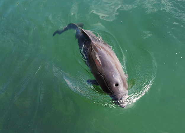 Porpoises delay Hornsea 2 ruling