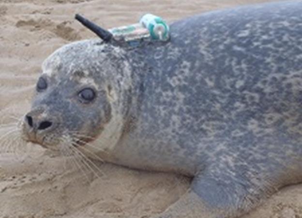Seals steer clear offshore