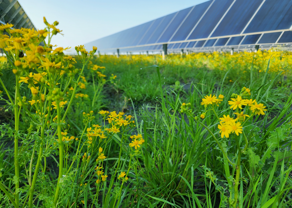 Lightsource BP gets green light for US solar site Lightsource BP gets green light for US solar site