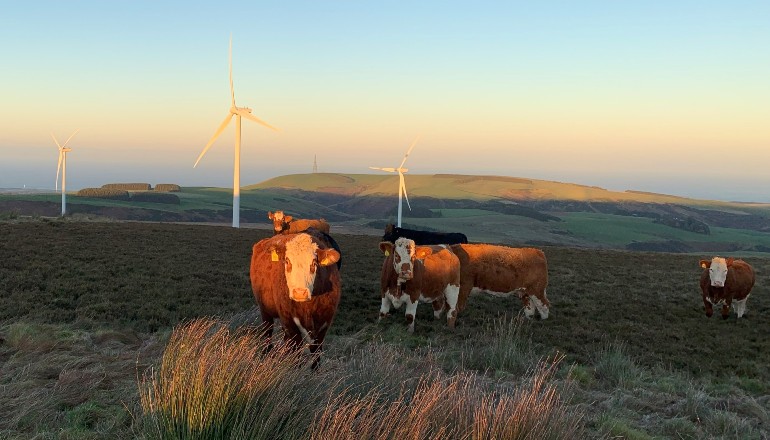 CWP shelves 308MW Sanquhar 2 over windfall tax CWP shelves 308MW Sanquhar 2 over windfall tax
