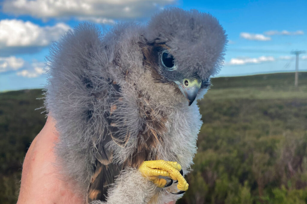 Merlins think UK Vattenfall project is magic Merlins think UK Vattenfall project is magic