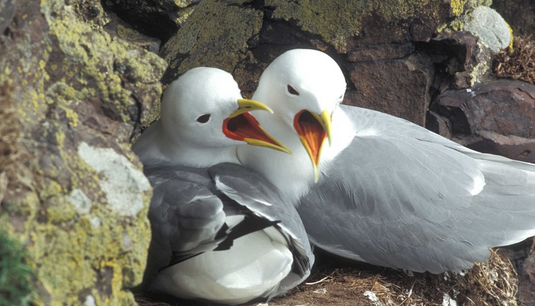 Vattenfall backs Kittiwake study