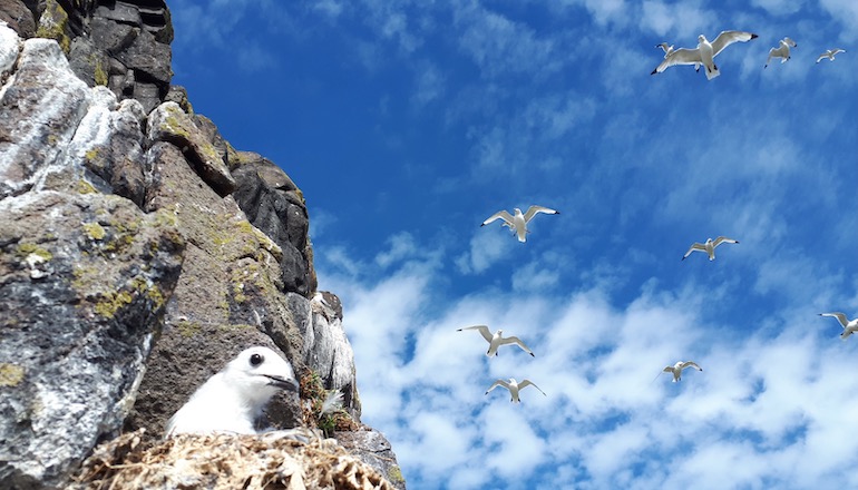 Scottish offshore trio start seabird survey Scottish offshore trio start seabird survey