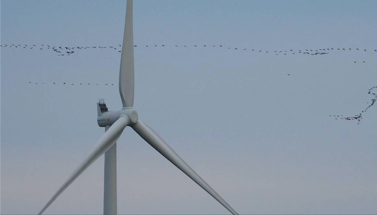 Birds ‘better’ at avoiding turbines than thought Birds 'better' at avoiding turbines than thought