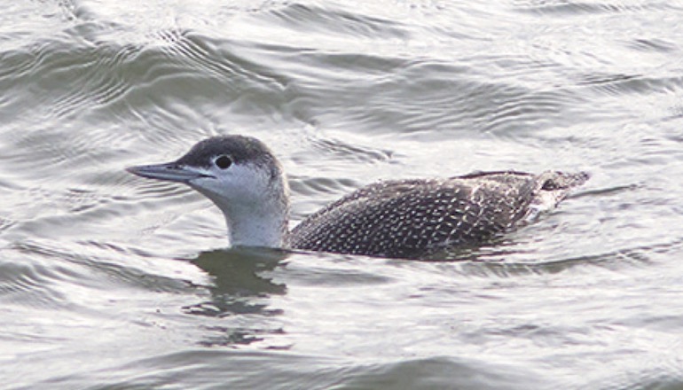 'No negative impact on birds from German offshore'