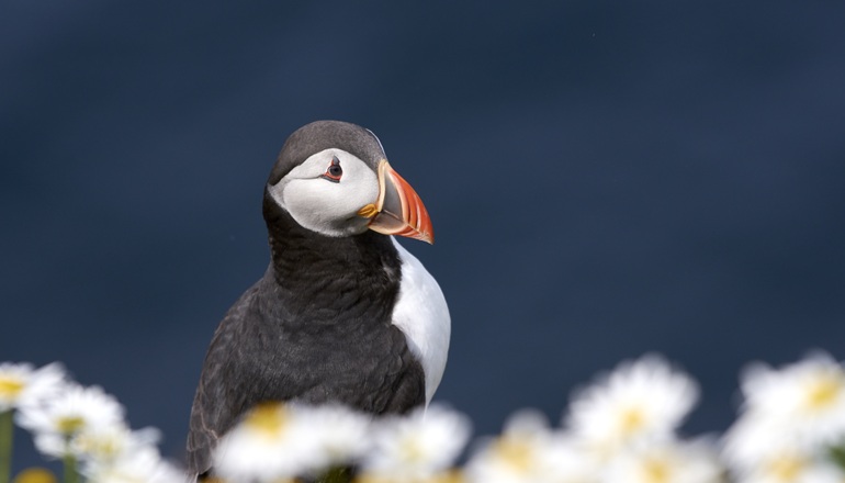 Scots offshore wind players invest in seabird fund Scots offshore wind players invest in seabird fund
