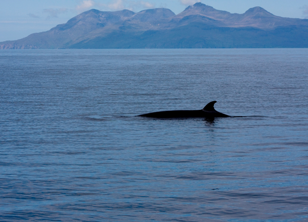 Offshore white noise ‘shields’ whales Offshore white noise 'shields' whales