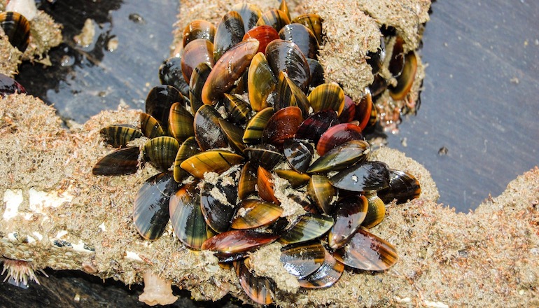 Offshore mussels from Brussels