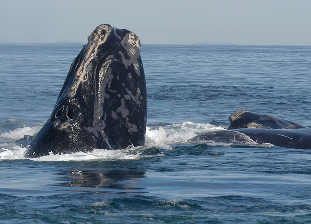 Vineyard Wind to monitor marine mammal sounds Geoscience consultancy probes US offshore site