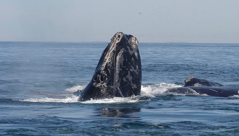 Vineyard Wind adopts marine mammal detection tech Orsted US team targets whale protection