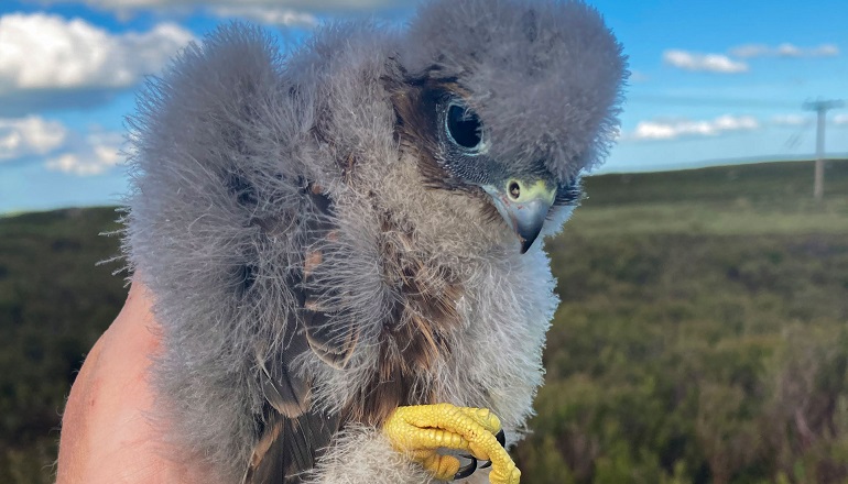 UK wind farm is a magnet for merlins