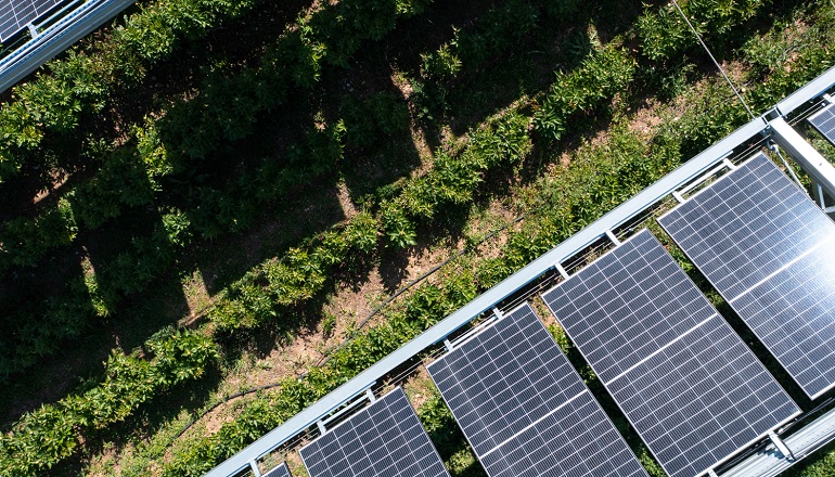 Iberdrola backs four agri-PV projects Iberdrola backs four agri-PV projects