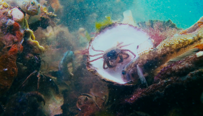 Orsted enters North Sea rewilding pact