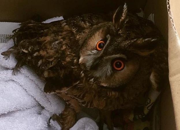 Galloper races to owl rescue Galloper races to owl rescue