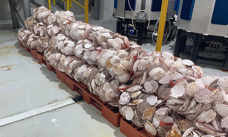 RWE carries out oyster reef restoration study RWE carries out oyster reef restoration study